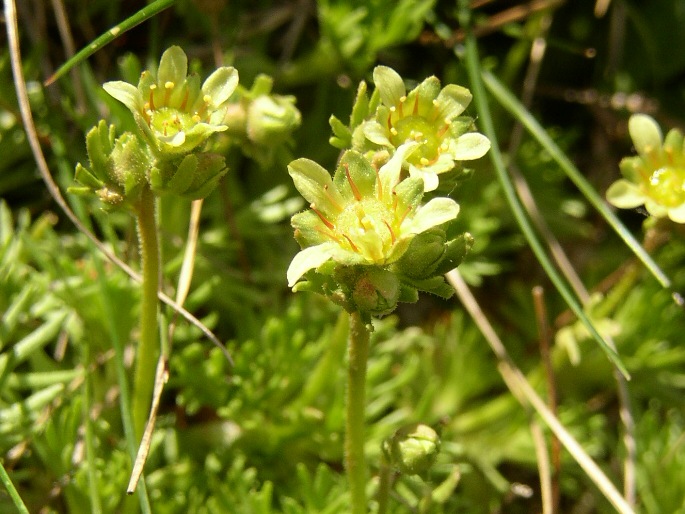 Saxifraga moschata subsp. dominii