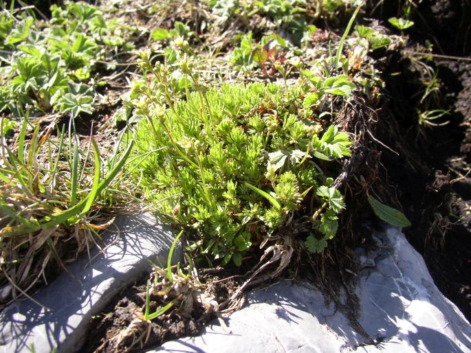 Saxifraga moschata subsp. dominii