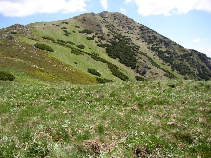 Saxifraga moschata subsp. dominii