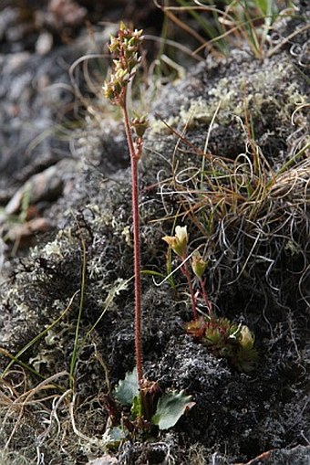 Saxifraga nivalis