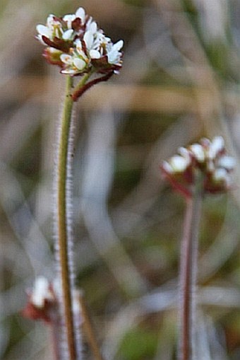 Saxifraga nivalis