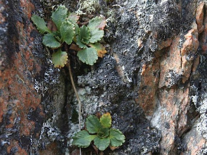 Saxifraga nivalis