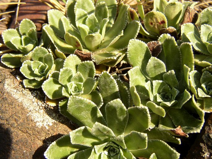 Saxifraga paniculata