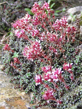 Saxifraga retusa subsp. augustana