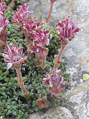 Saxifraga retusa subsp. augustana