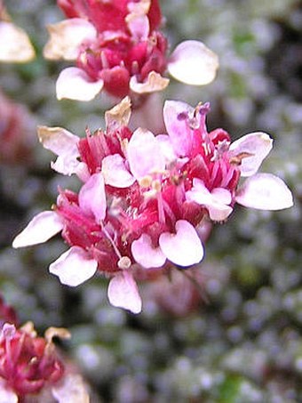 Saxifraga retusa subsp. augustana