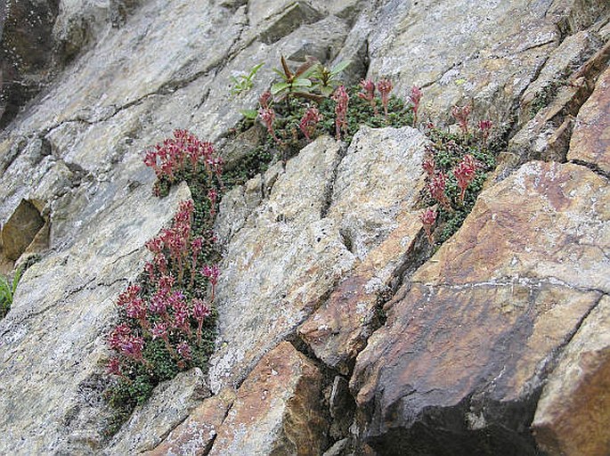 Saxifraga retusa subsp. augustana