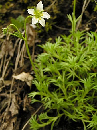 Saxifraga rosacea subsp. sponhemica