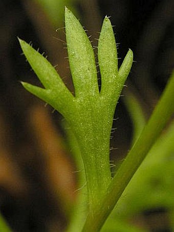 Saxifraga rosacea subsp. sponhemica