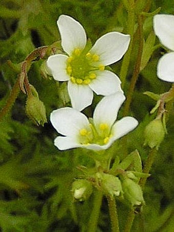 Saxifraga rosacea subsp. sponhemica