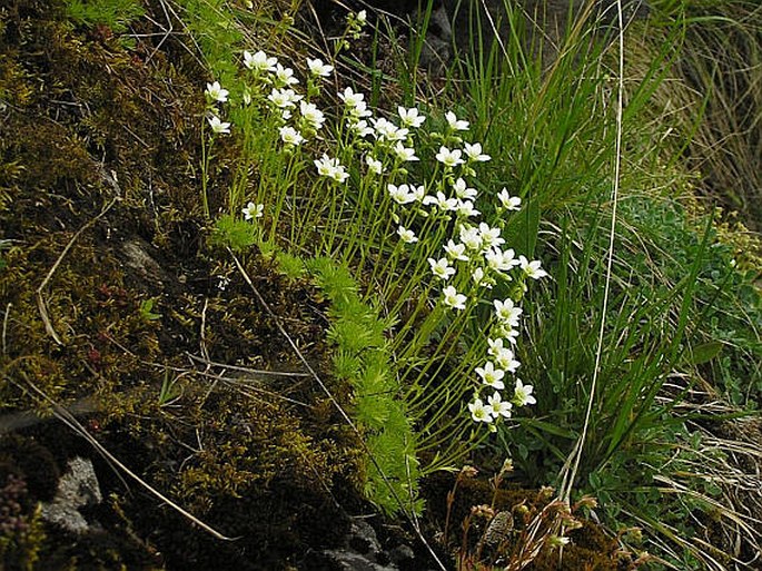 Saxifraga rosacea subsp. sponhemica