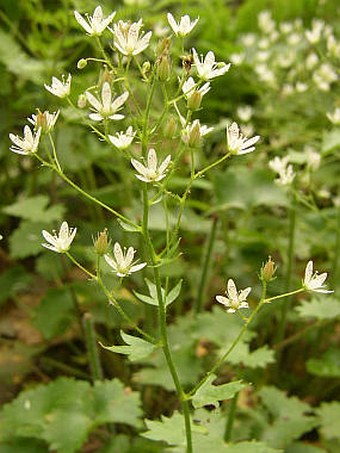 Saxifraga rotundifolia