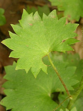 Saxifraga rotundifolia