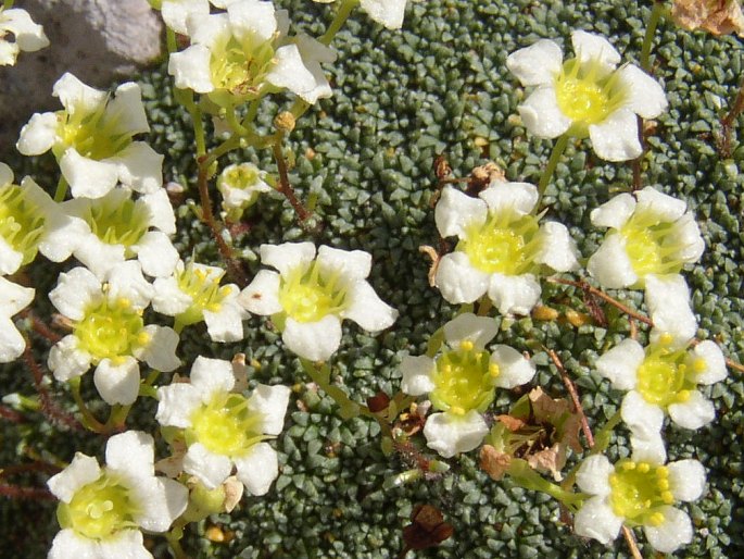 Saxifraga squarrosa