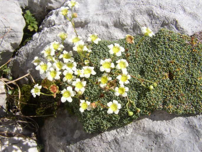 Saxifraga squarrosa