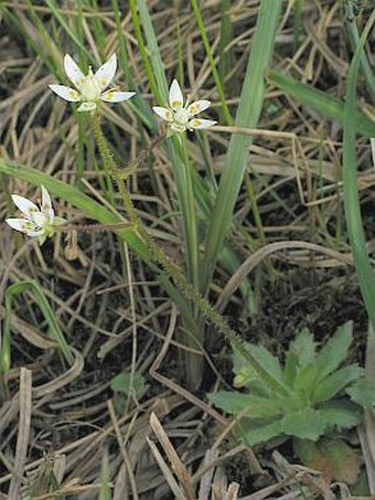 Saxifraga stellaris