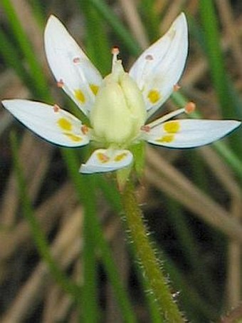 Saxifraga stellaris