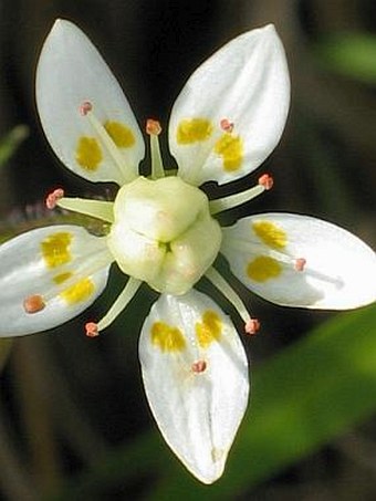 Saxifraga stellaris