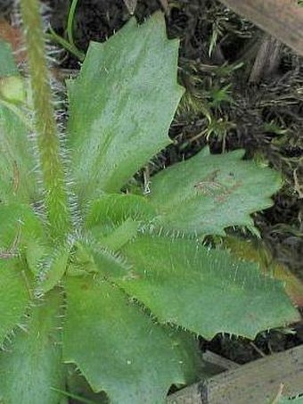 Saxifraga stellaris