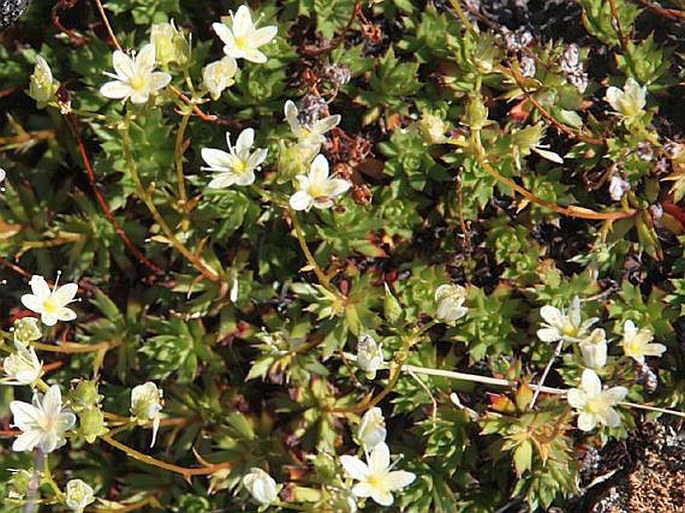 Saxifraga tricuspidata