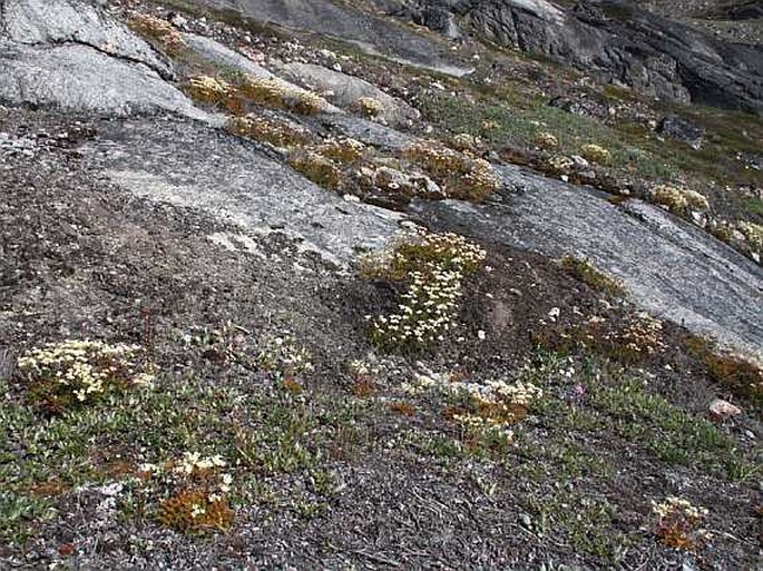 Saxifraga tricuspidata