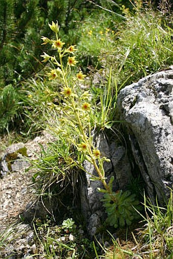 Saxifraga mutata