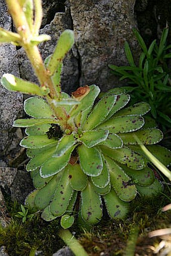 Saxifraga mutata