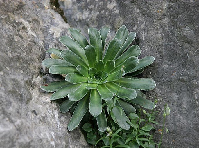 Saxifraga mutata