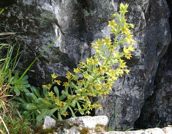 Saxifraga mutata