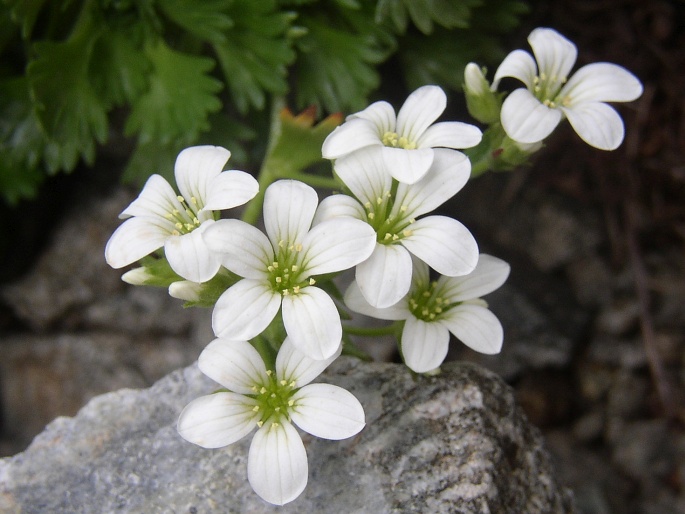 Saxifraga pedemontana