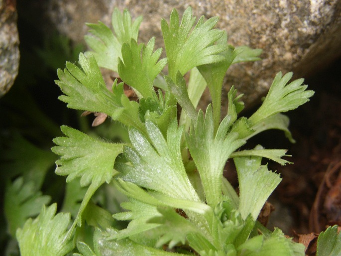 Saxifraga pedemontana