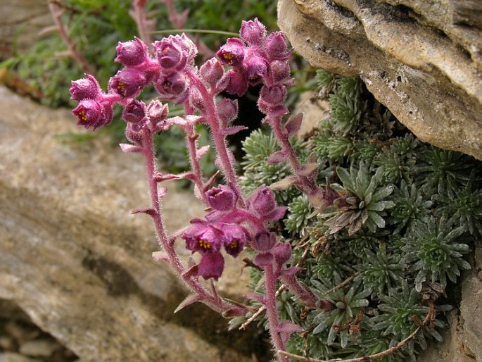 Saxifraga sempervivum