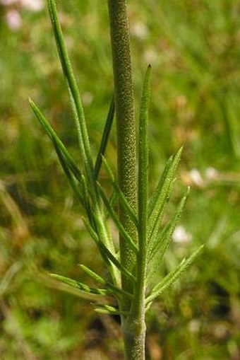 Scabiosa canescens