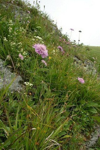 Scabiosa lucida lucida