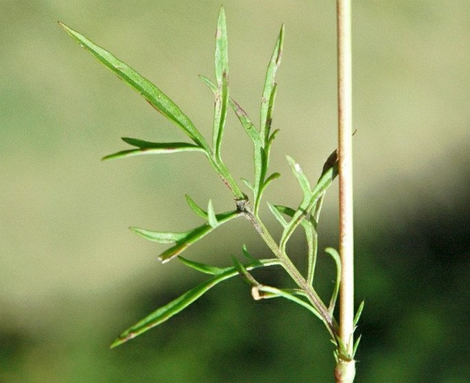 Scabiosa columbaria