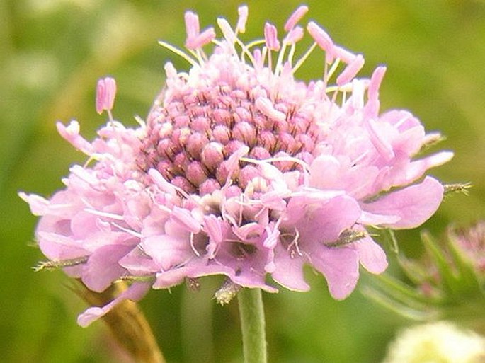 SCABIOSA LUCIDA Vill. – hlaváč lesklý