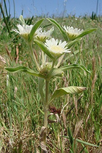 Scabiosa prolifera