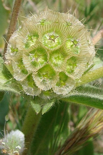 Scabiosa prolifera