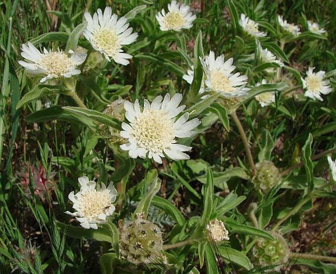 Scabiosa prolifera