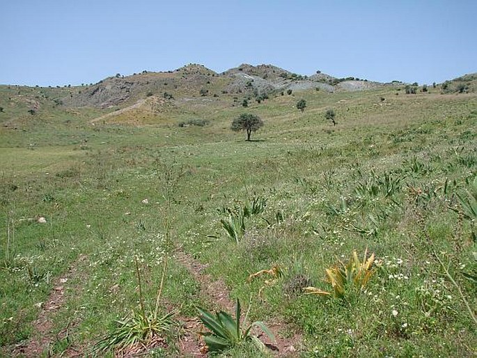 Scabiosa prolifera