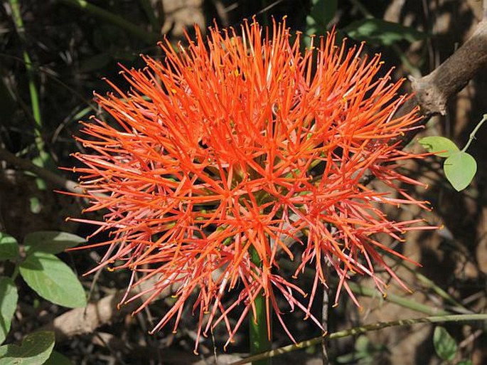 SCADOXUS MULTIFLORUS (Martyn) Raf.