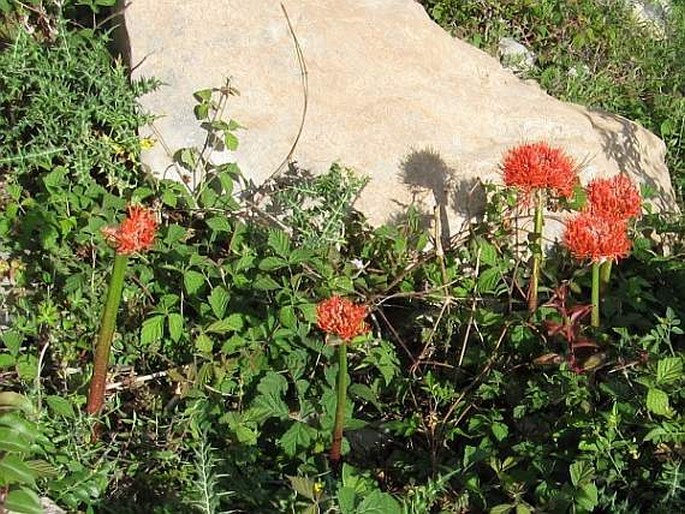 Scadoxus multiflorus