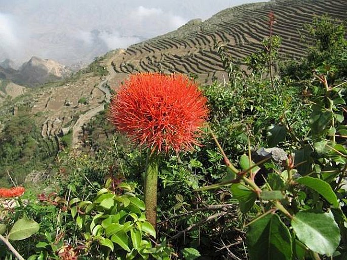 Scadoxus multiflorus