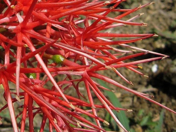 Scadoxus multiflorus