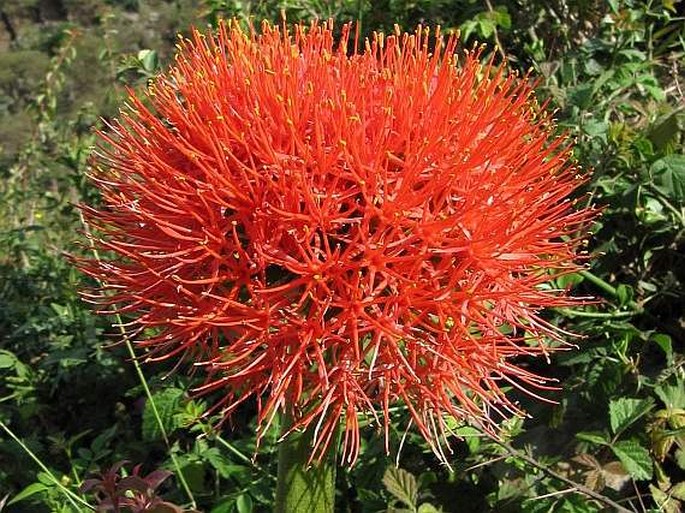 Scadoxus multiflorus