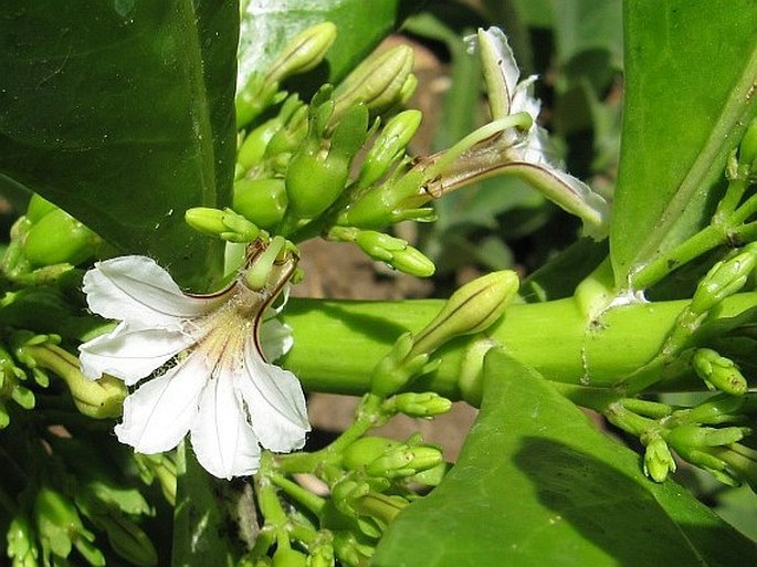 Scaevola taccada