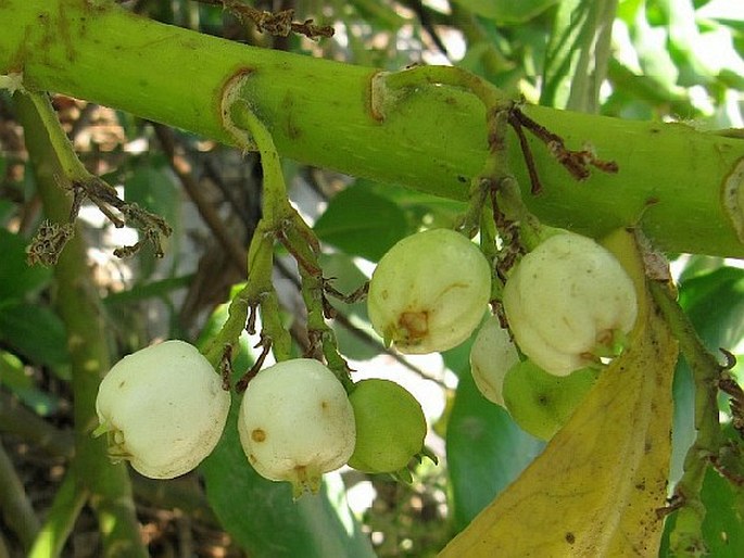 Scaevola taccada