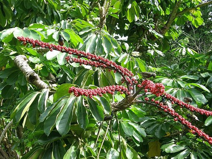 Schefflera actinophylla