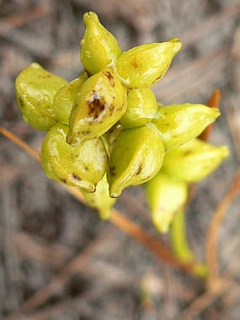 Scheuchzeria palustris