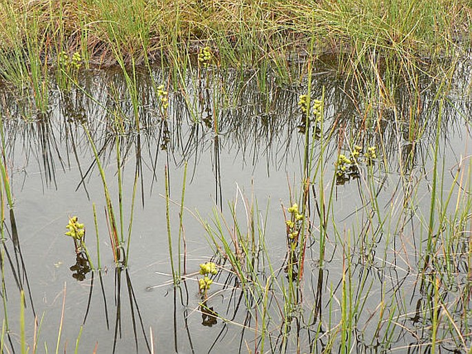 Scheuchzeria palustris